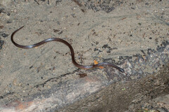 Atractus dunni