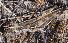 Dichroplus pratensis