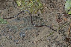 Atractus dunni