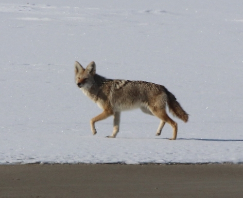 Coyote photographed in Utah