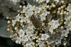 Eristalinus taeniops