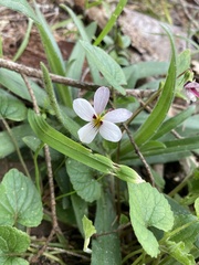 Viola ocellata