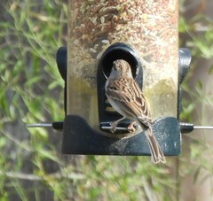 Spizella passerina