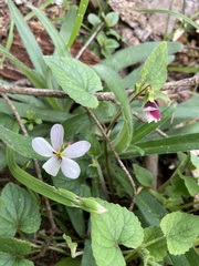 Viola ocellata