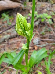 Toxicoscordion fremontii