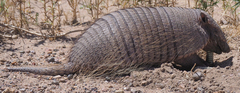 Chaetophractus villosus