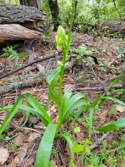 Toxicoscordion fremontii