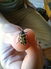 Astylus atromaculatus