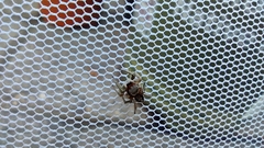 Habronattus pyrrithrix