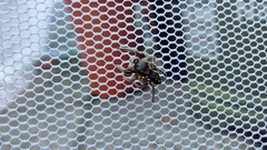 Habronattus pyrrithrix