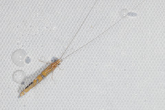Nectopsyche ortizi