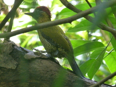 Picus vittatus