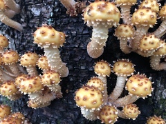 Pholiota squarrosa image