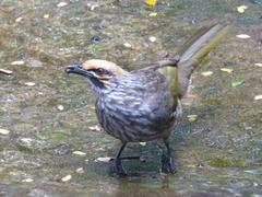 Pycnonotus zeylanicus