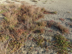 Fimbristylis sieboldii