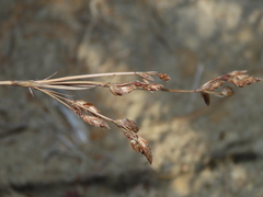 Fimbristylis sieboldii