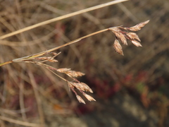 Fimbristylis sieboldii