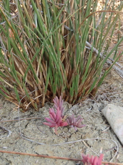 Fimbristylis sieboldii