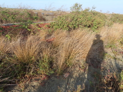Fimbristylis sieboldii