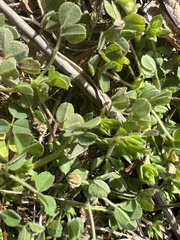 Medicago minima