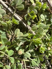 Medicago minima