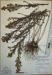 Symphyotrichum ericoides pansum