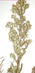 Symphyotrichum ericoides pansum