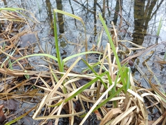 Scirpus sylvaticus