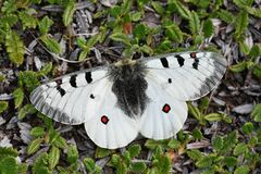 Parnassius phoebus