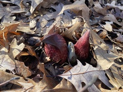Symplocarpus foetidus