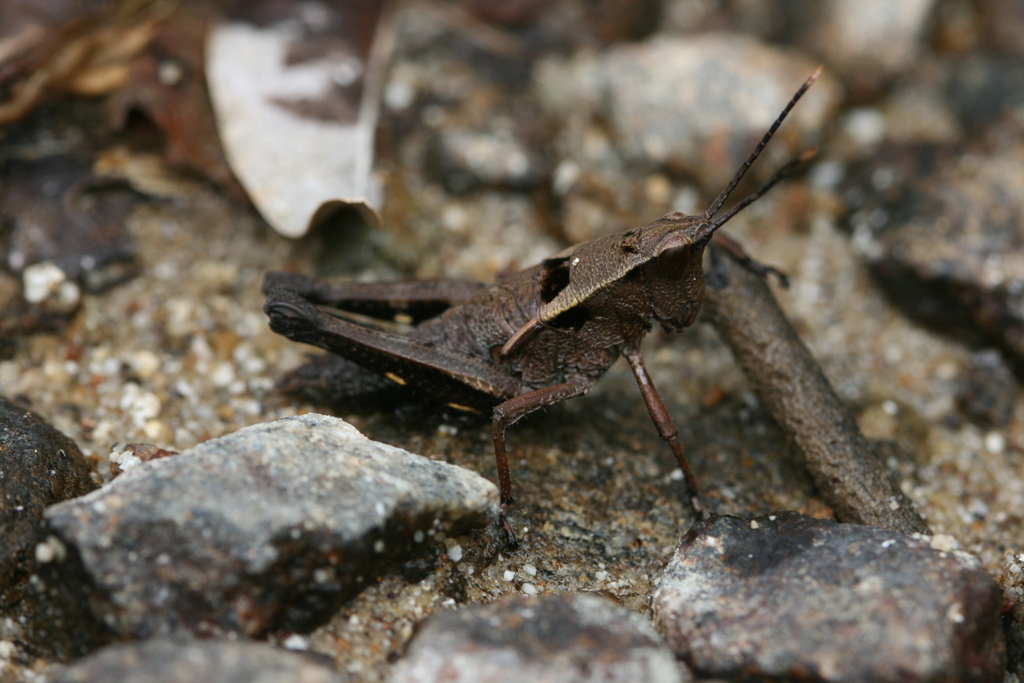 Mesambria trapezina