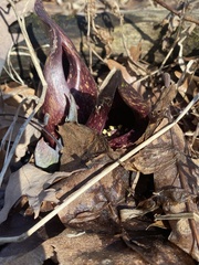Symplocarpus foetidus