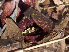 Symplocarpus foetidus