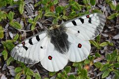 Parnassius phoebus
