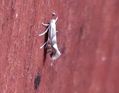 Phyllonorycter maestingella