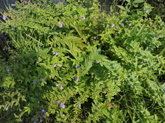 Scutellaria galericulata