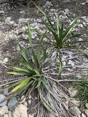 Yucca rupicola