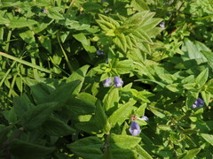 Scutellaria galericulata