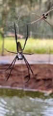 Trichonephila antipodiana
