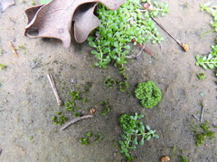 Sphaerocarpos texanus