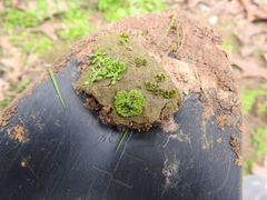 Sphaerocarpos texanus