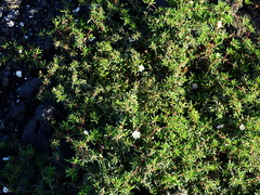 Frankenia ericifolia