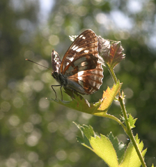 Limenitis helmanni