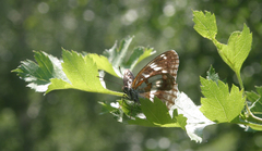 Limenitis helmanni