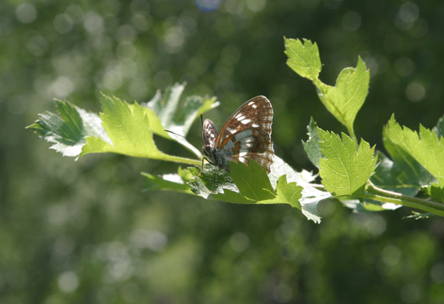 Crataegus dsungarica, photograph 6