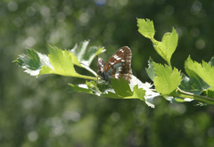 Crataegus dsungarica