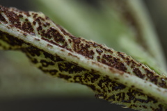 Puccinia carthami