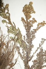 Symphyotrichum ericoides pansum