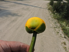 Nuphar polysepala