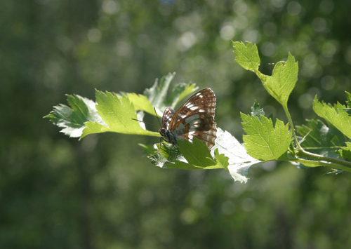 Crataegus dsungarica, photograph 5
